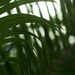 fuveszkert palmahaz 22