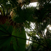 fuveszkert palmahaz 24