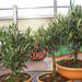 Olea Europea 961