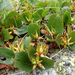 Fűnemű fűz (Salix herbacea)