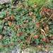 Fedelékes kőtörőfű (Saxifraga oppositifolia)