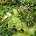 Mocsári hízóka (Pinguicula vulgaris)