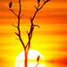 sunsets africa michael poliza 03-500x684