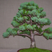 bonsai boróka