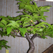 Höchstetten Bonsai13