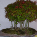 Höchstetten Bonsai49