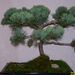 Höchstetten Bonsai28