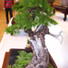 Pratteln Bonsai8