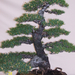 Pratteln Bonsai15