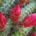 kaktusz virágai