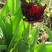 tavasz tulipán