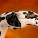 dalmata