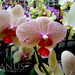 Orchidea 03