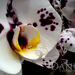 Orchidea 08