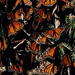 monarch-butterflies-essick-764411-ga
