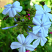 PLUMBAGO/ÓLOMVIRÁG