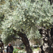 Gecsemáné kert, Jeruzsálem