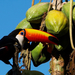 Toco toucan (Ramphastot toco) - Pantanal, Brazil, 2008