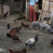 Backyard life - Campos, Cuba, 2007