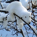 snowpolar bear