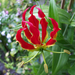 gloriosa