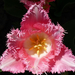 Szilánkos szélű tulipán