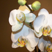orchidea 0537