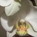 orchidea 0539