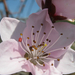 Őszibarackfa virága