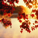 autumn-wallpaper-1920x1200-0912063 [DesktopNexus.com]