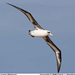 Laysan Albatross