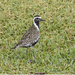 Csendes Golden Plover