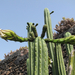 Jardín de Cactus[048] resize