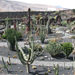 Jardín de Cactus[055] resize