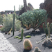 Jardín de Cactus[170] resize