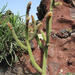 Jardín de Cactus[219] resize