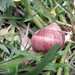 snail around