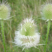 Héjakútmácsonya (Dipsacus laciniatus)