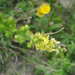 Közönséges párlófű, apró bojtorján (Agrimonia eupatoria)