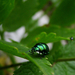 Chrysolina herbacea