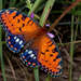 Atlantis Fritillary (Medium)