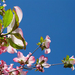 spring2008-dogwoods-lg (Medium)