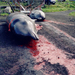 killed pilot whales