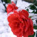 Rózsa a hó alatt