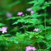 Forest Flowers