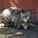 Caversham Wildlife Park Wombat 2