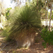 Yanchep National Park 23