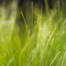 Keynote Grass Widescreen