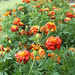 tagetes