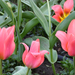 tulipánok 01